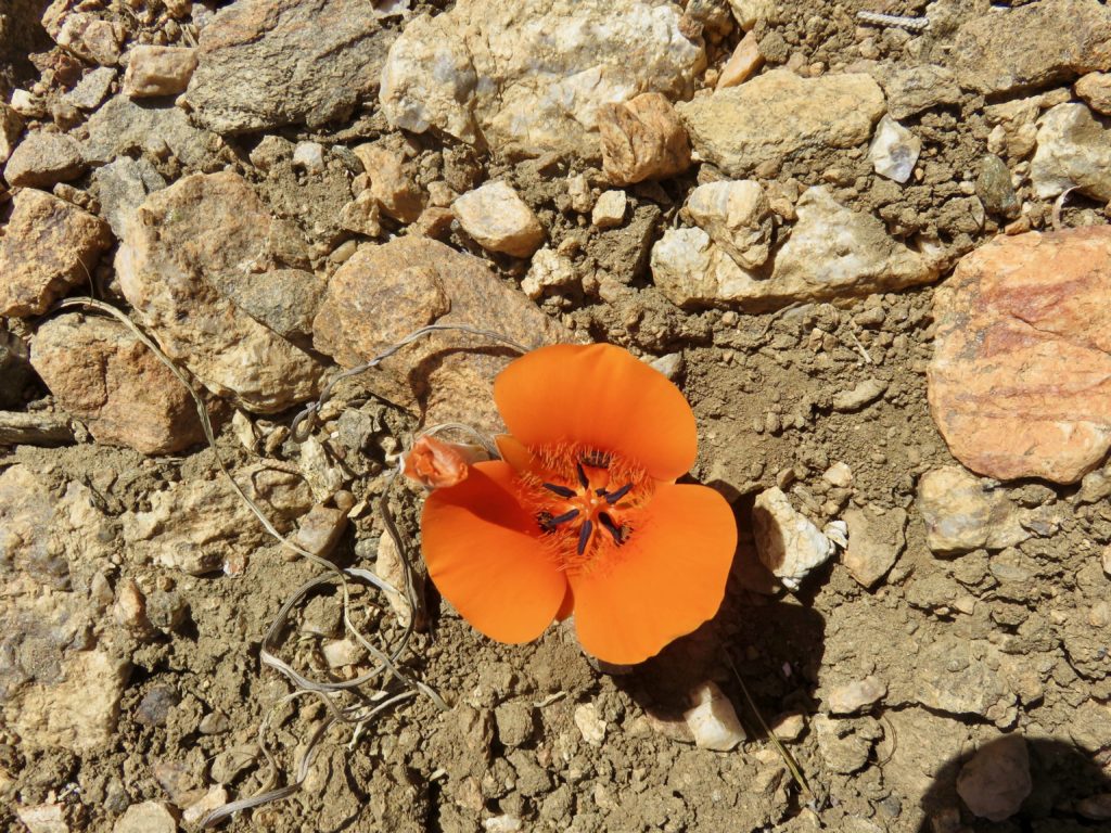 Lone flower